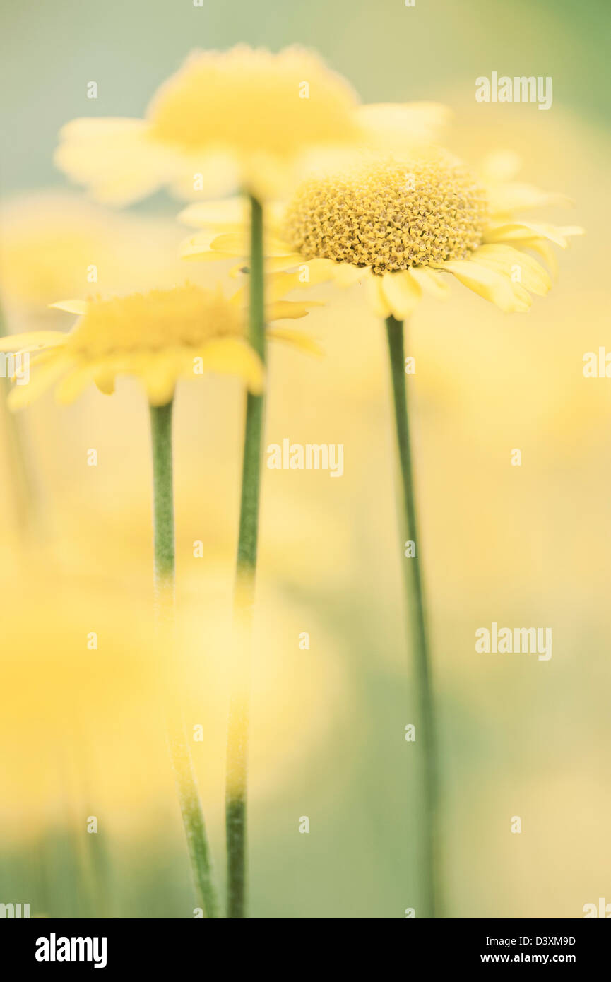 Macro shot of bloming yellow flowers growing in a meadow Stock Photo