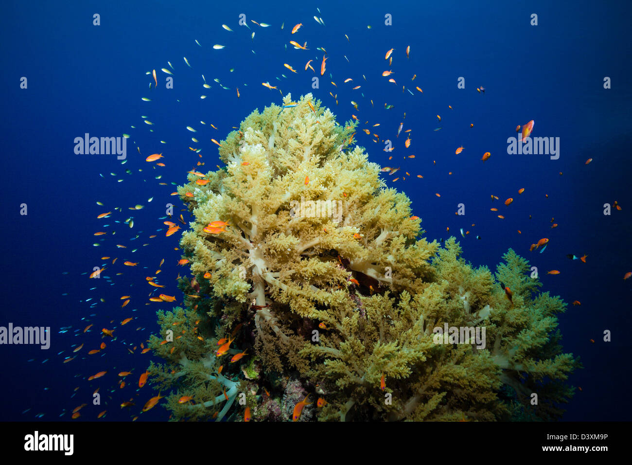 Lyretail Anthias at Coral Reef, Pseudanthias squamipinnisp., St. Johns Reef, Red Sea, Egypt Stock Photo
