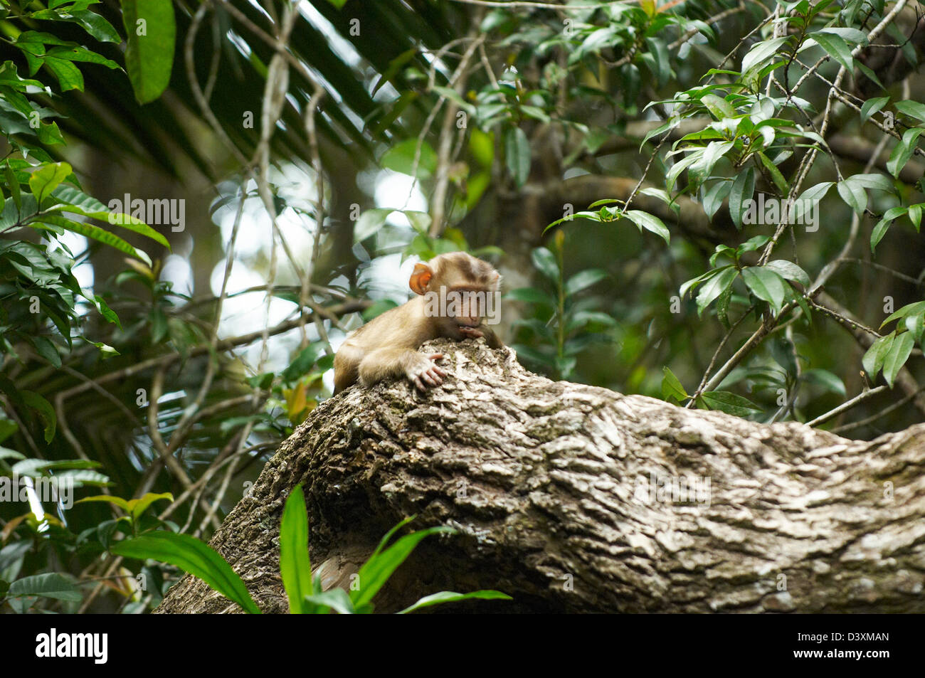 Macaque monkeys in Thailand's Khao Yai National Park Stock Photo Alamy