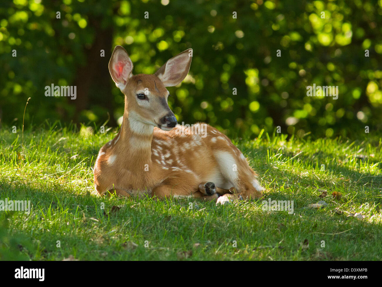 Whitetail baby deer in summer Stock Photo - Alamy