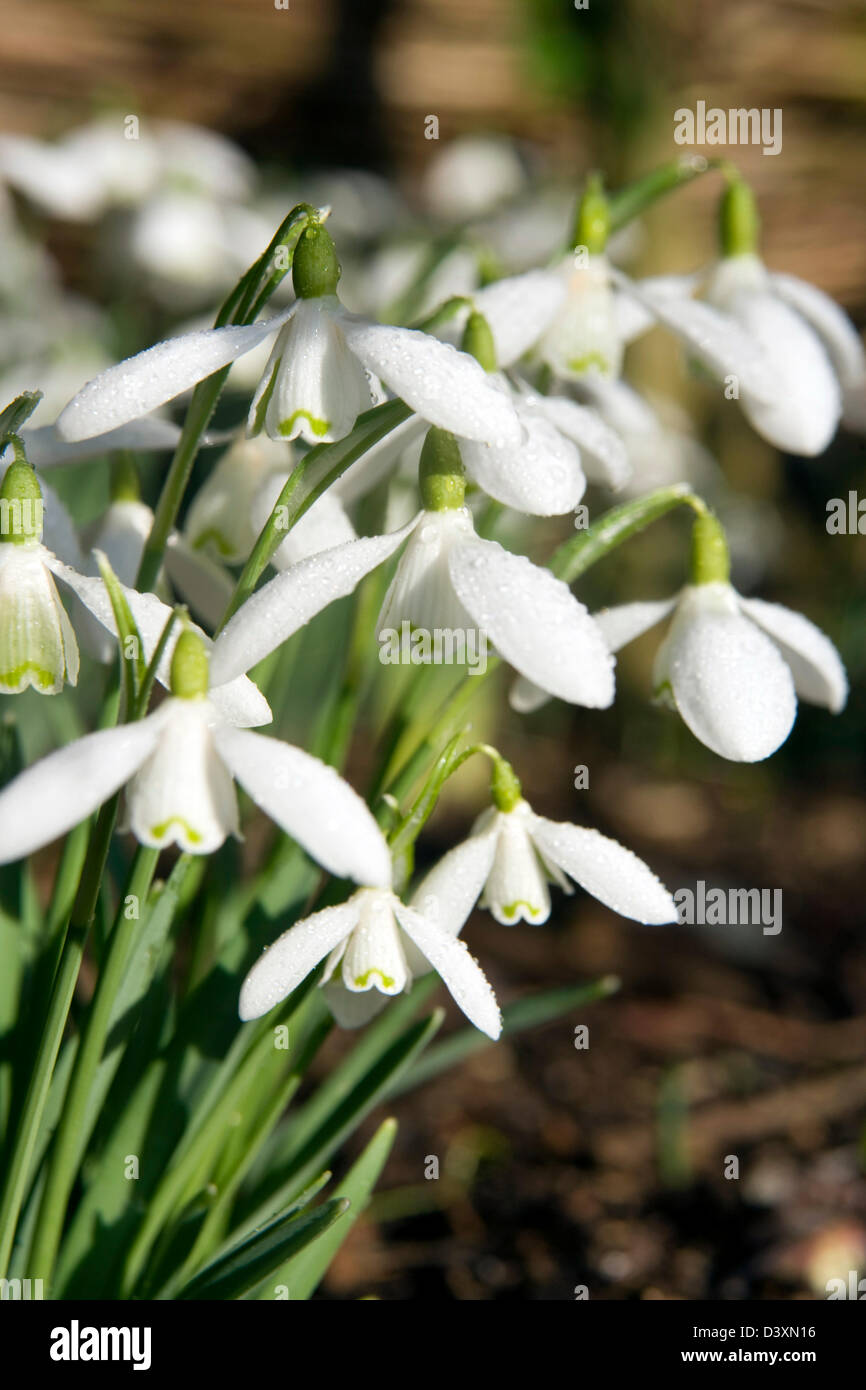 Close up of snowdrops in a Scottish Garden. Stock Photo