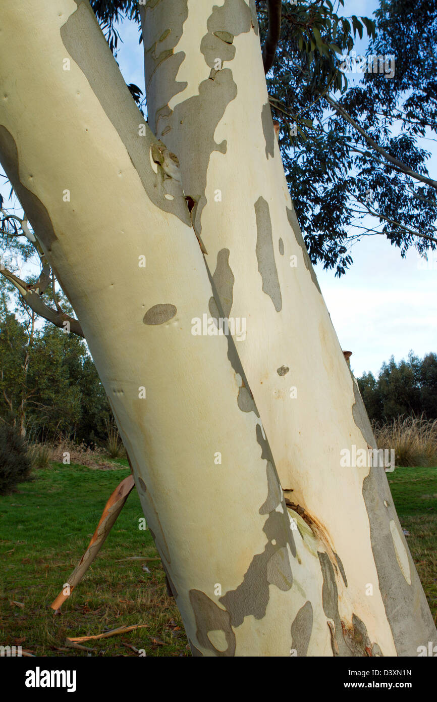 silver birch tree peeling in the winter Stock Photo