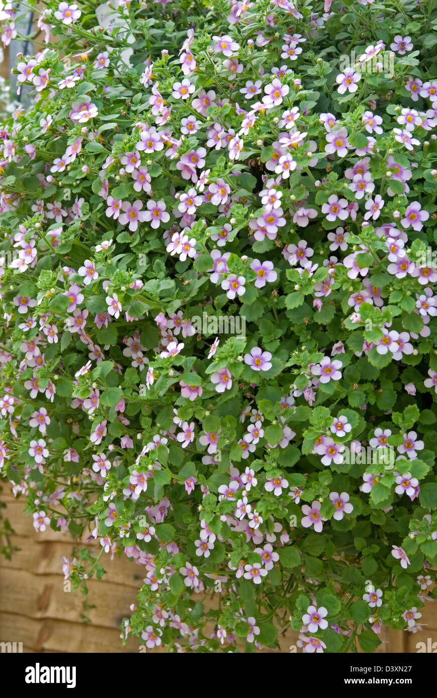 Bacopa 'Scopia' 'Great Pink Eye'. Date: 03.11.2008 Ref: ZB907 123496 0076 COMPULSORY CREDIT: Photos Horticultural/Photoshot Stock Photo