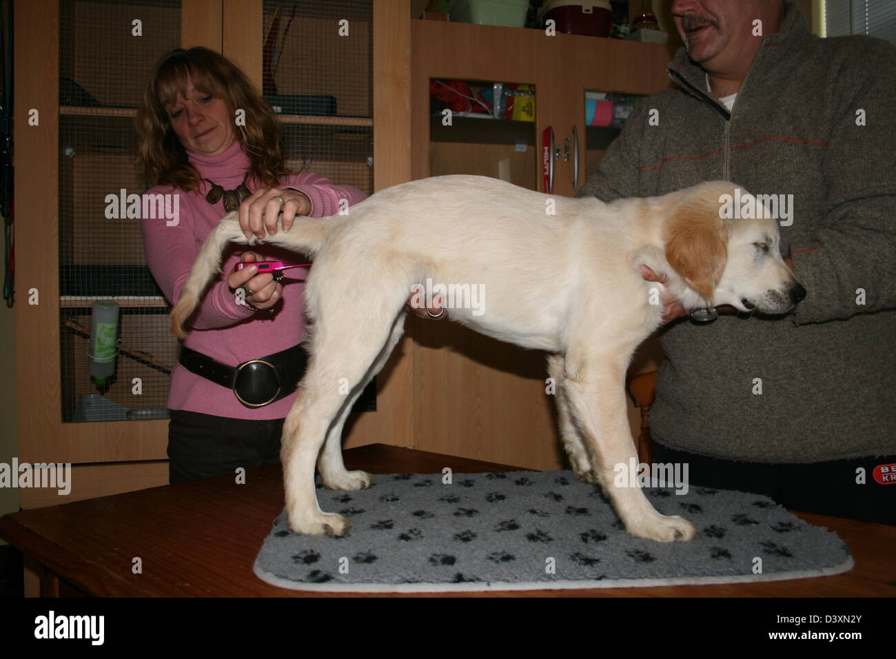 Veterinary taking temperature to a dog Golden Retriever Stock Photo Alamy