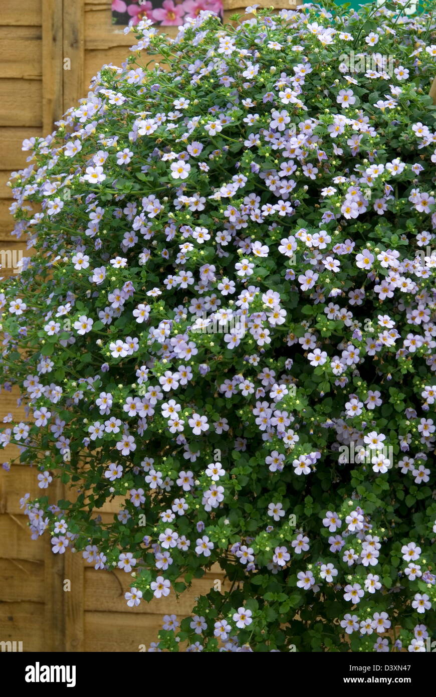 Bacopa Abunda Colossal 'Sky Blue'. Date: 03.11.2008 Ref: ZB907 123496 0078 COMPULSORY CREDIT: Photos Horticultural/Photoshot Stock Photo