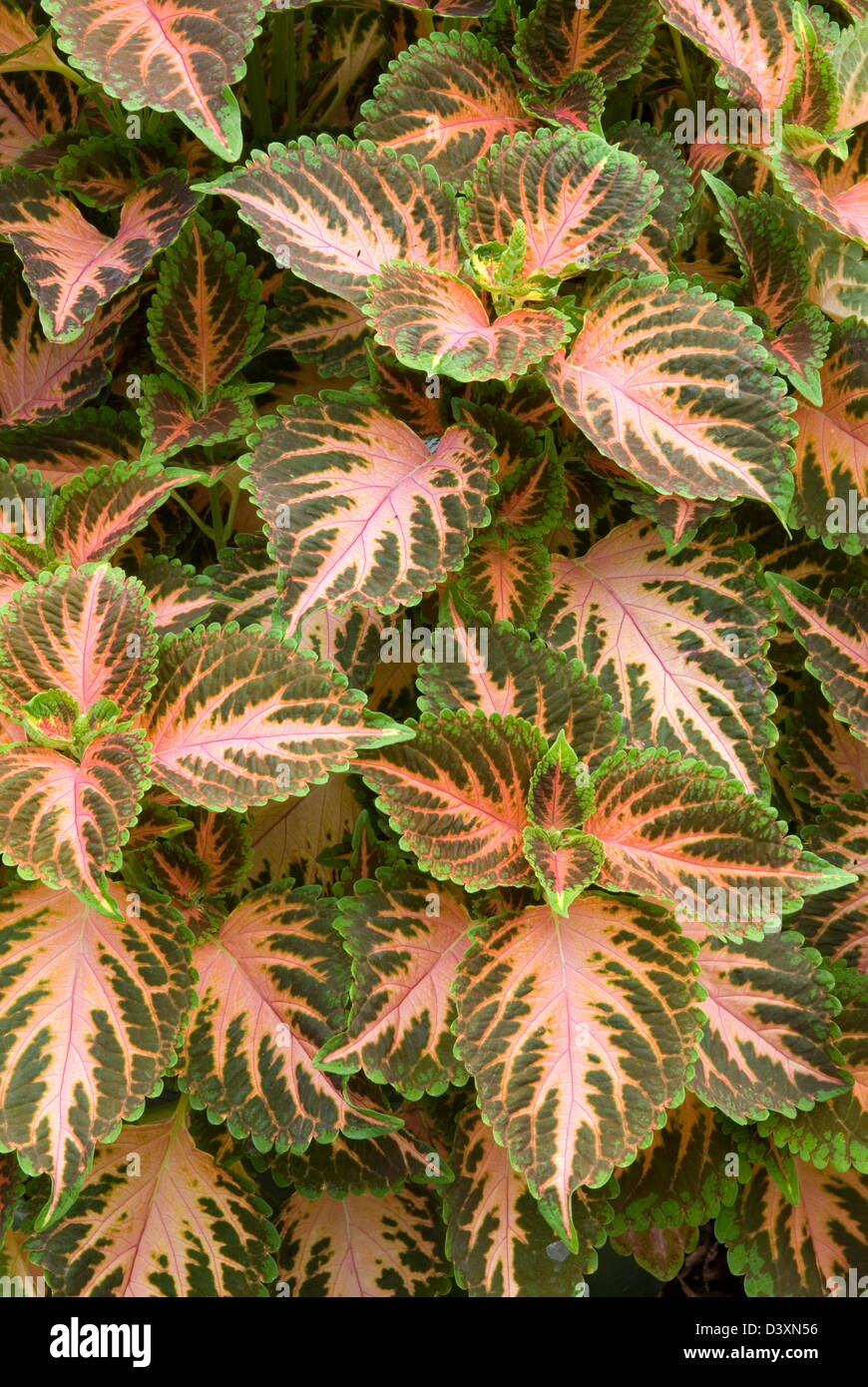 Coleus Wizard 'Coral Sunrise'. Date: 03.11.2008 Ref: ZB907 123496 0083 COMPULSORY CREDIT: Photos Horticultural/Photoshot Stock Photo