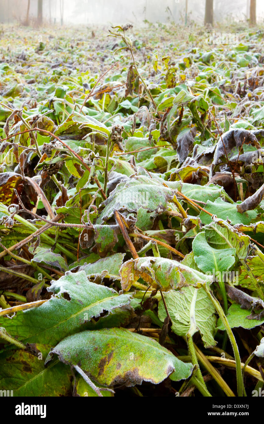 frozen jungle leaves low down Stock Photo