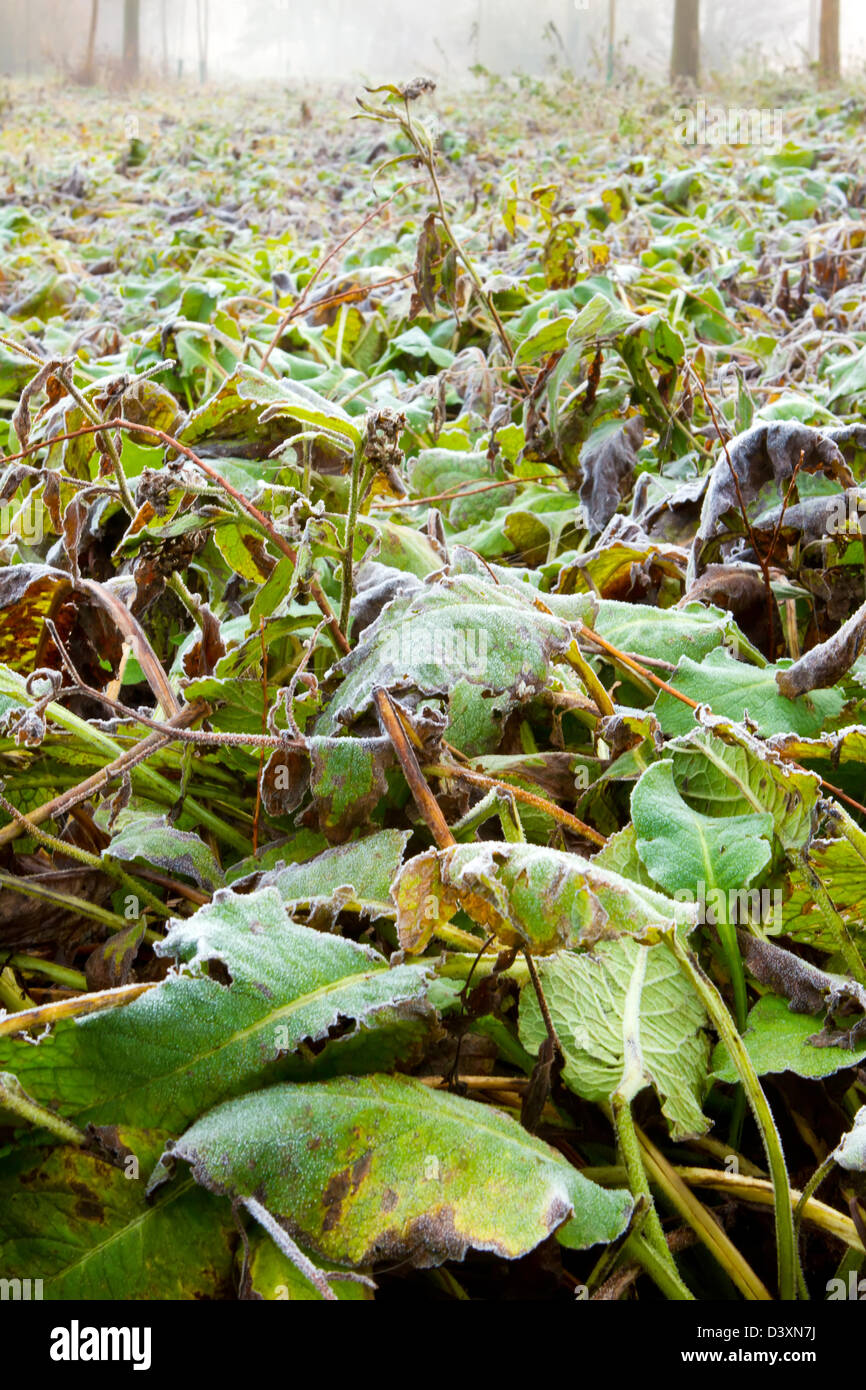 Jungle leaves hi-res stock photography and images - Alamy