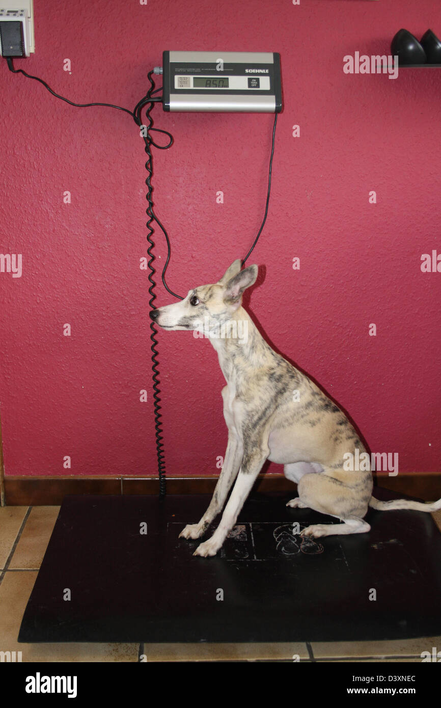 Veterinary weighs a dog Whippet Stock Photo