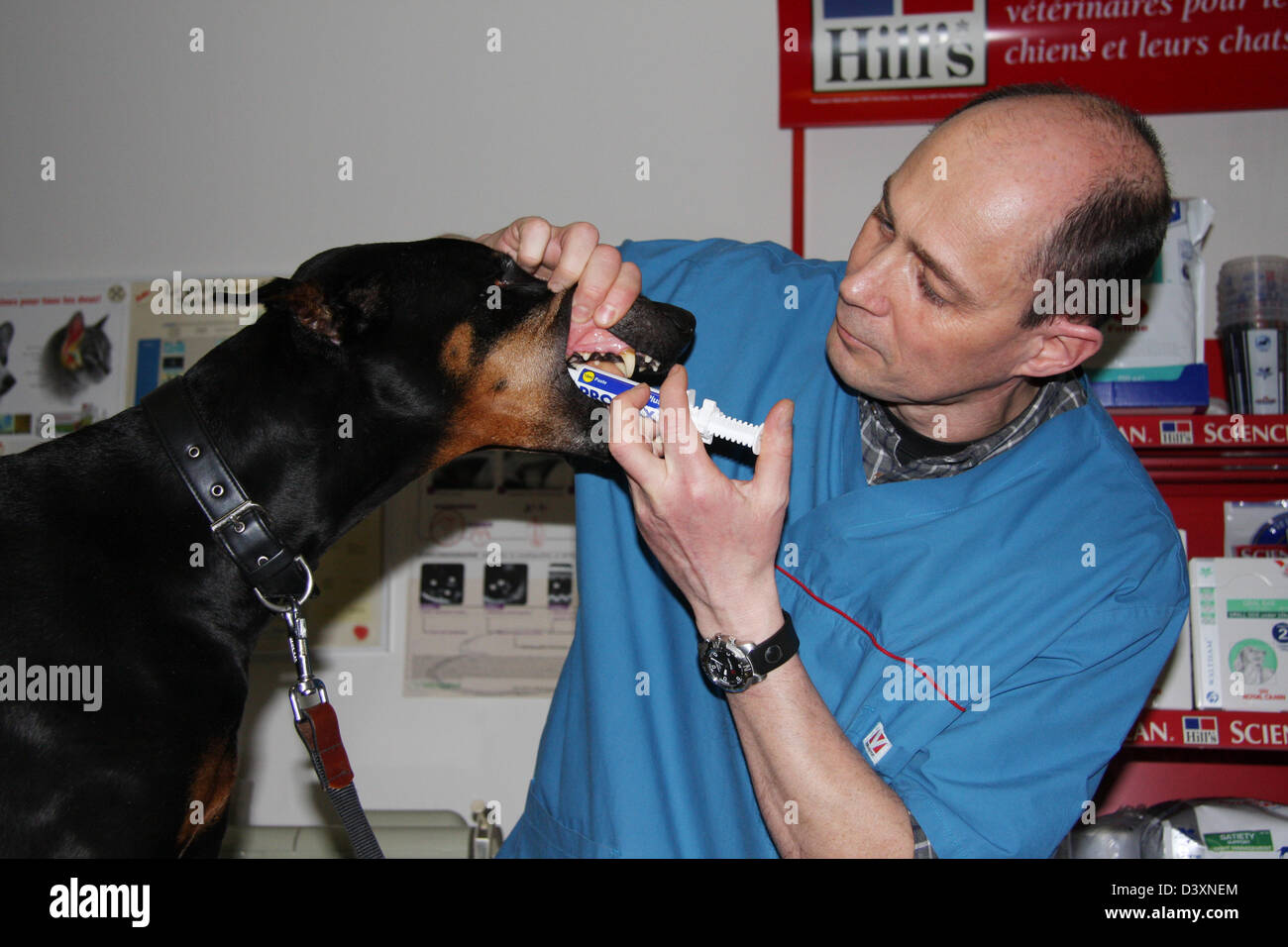 The veterinary gives a drug to a Dobermann dog  (in the mouth) Stock Photo