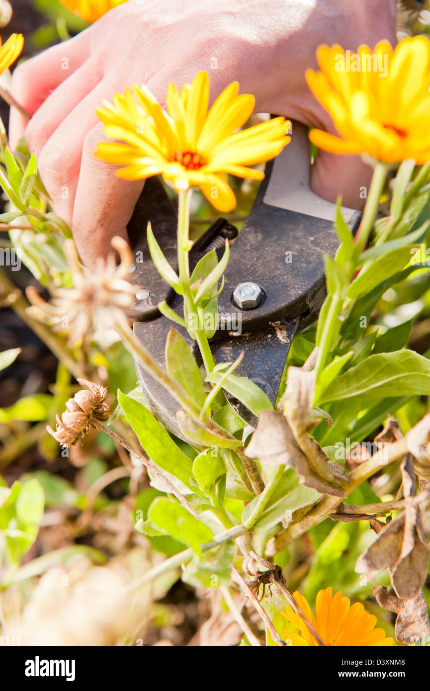 Closeup of hand trimming plants in garden with scissors Stock Photo