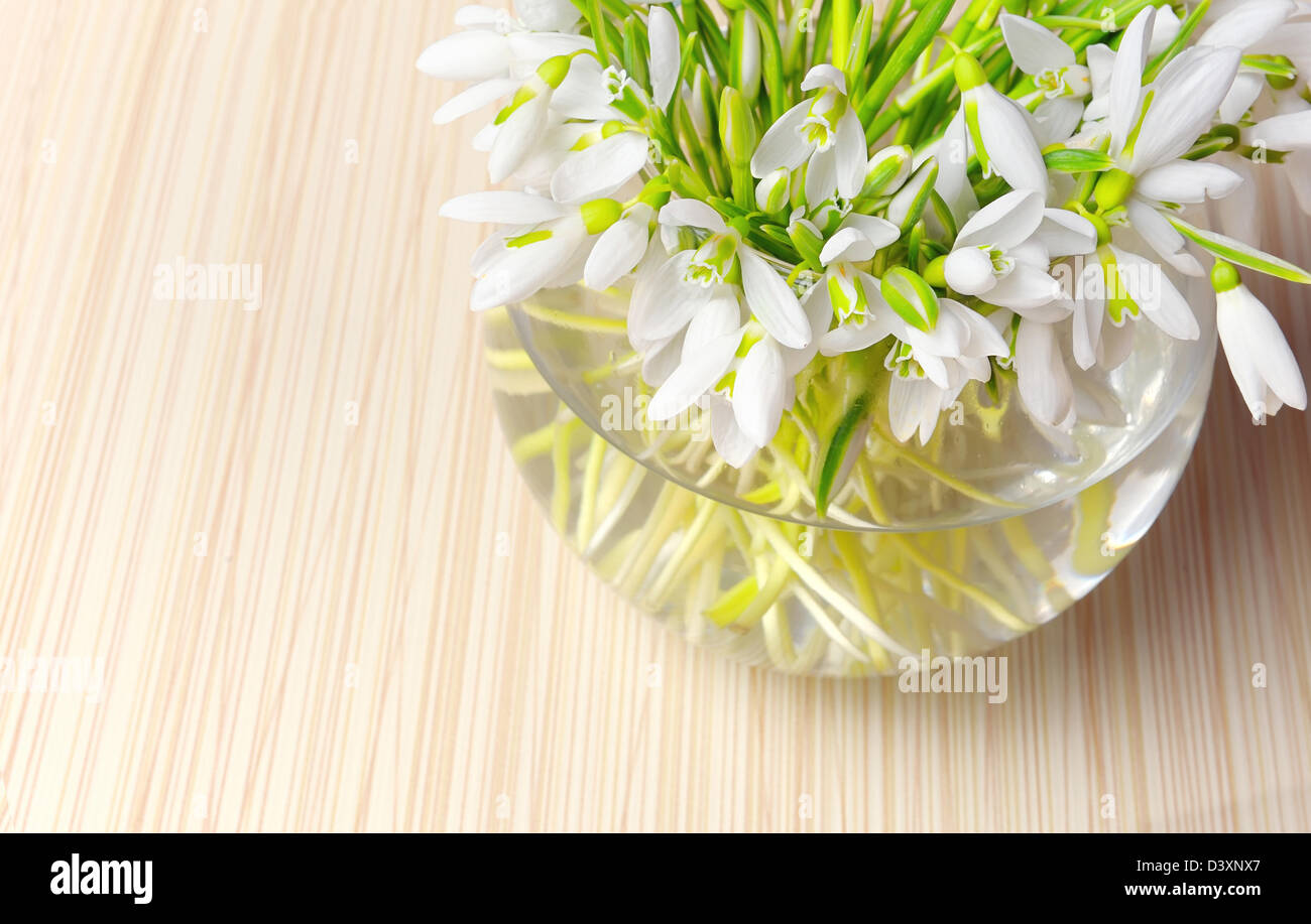 Snowdrops in a vase Stock Photo
