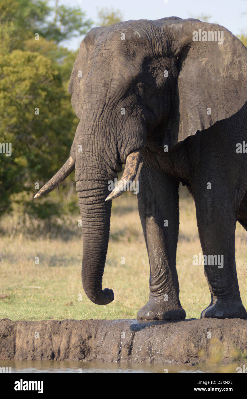 Photos of Africa, African Elephant stand next to waterhole Stock Photo