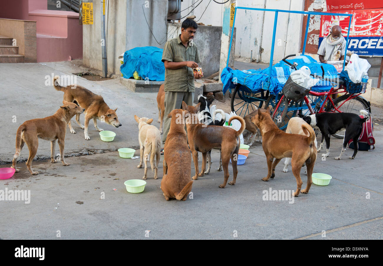 Indian man feeding stray dogs in an Indian street. Puttaparthi, Andhra Pradesh, India Stock Photo