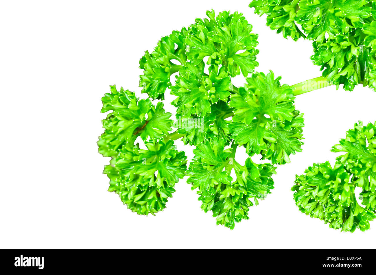 Bay leaf parsley in white background. Stock Photo