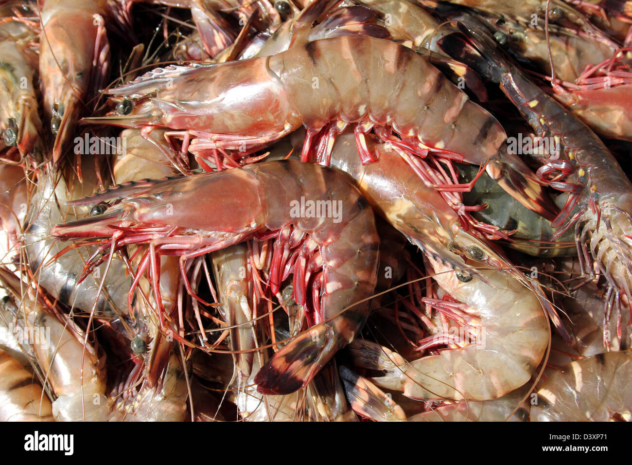 Large Prawns For Sale At Negombo Fish Market, Sri Lanka Stock Photo Alamy