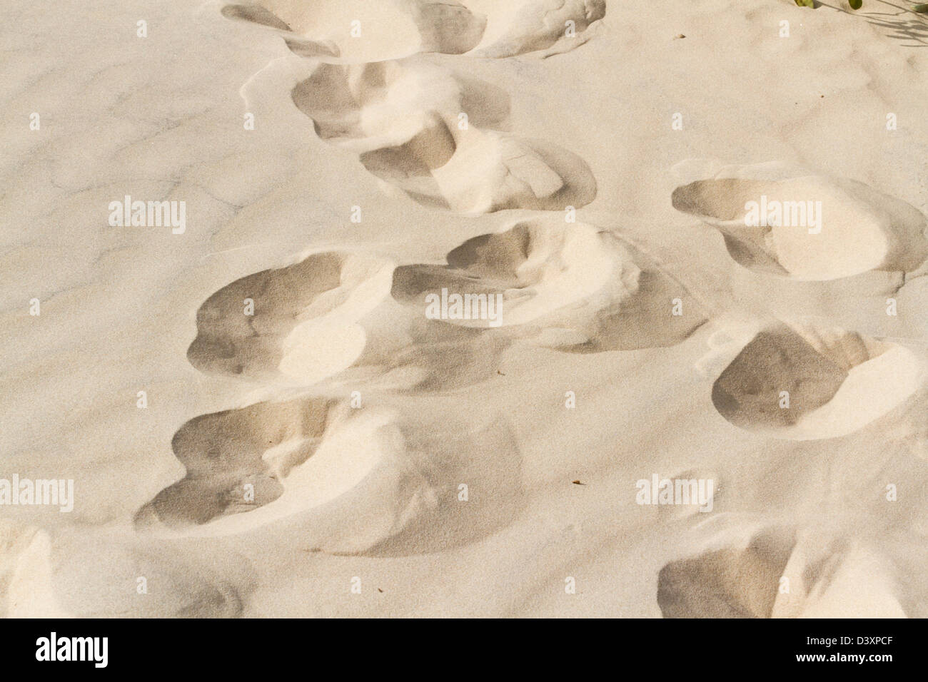 Footprints in sand of coastal dunes Stock Photo Alamy