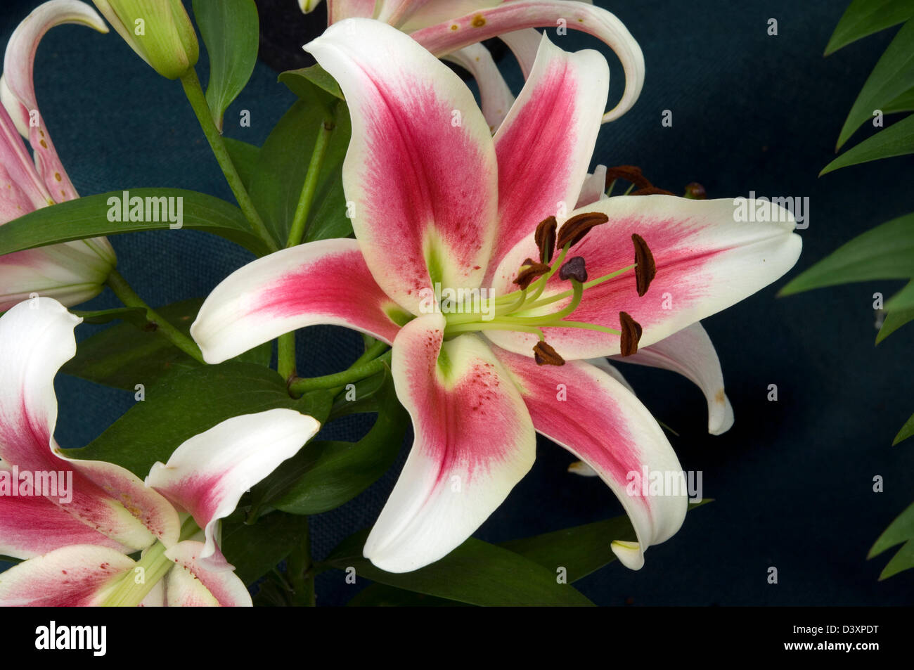 Lilium candy club hi-res stock photography and images - Alamy