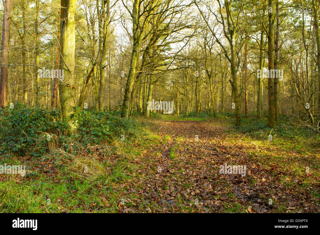 Marks Hall Estate, Braintree, Essex. A view inside the grounds on a