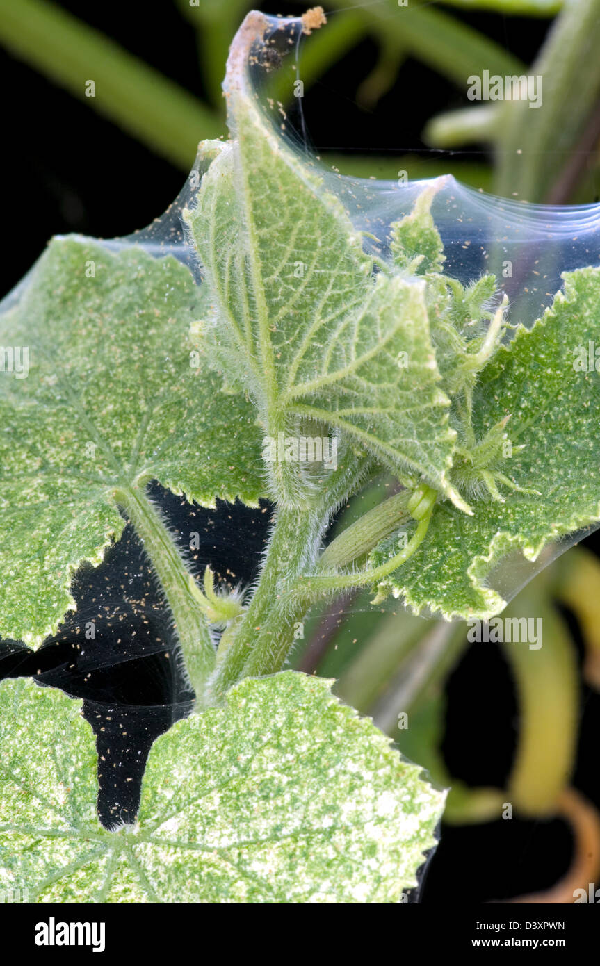 Red Spider Mite or Greenhouse Red Spider Mite A 'Galaxy' of mite's on a Cucumber plant. (Tetranychus urticae}. Stock Photo