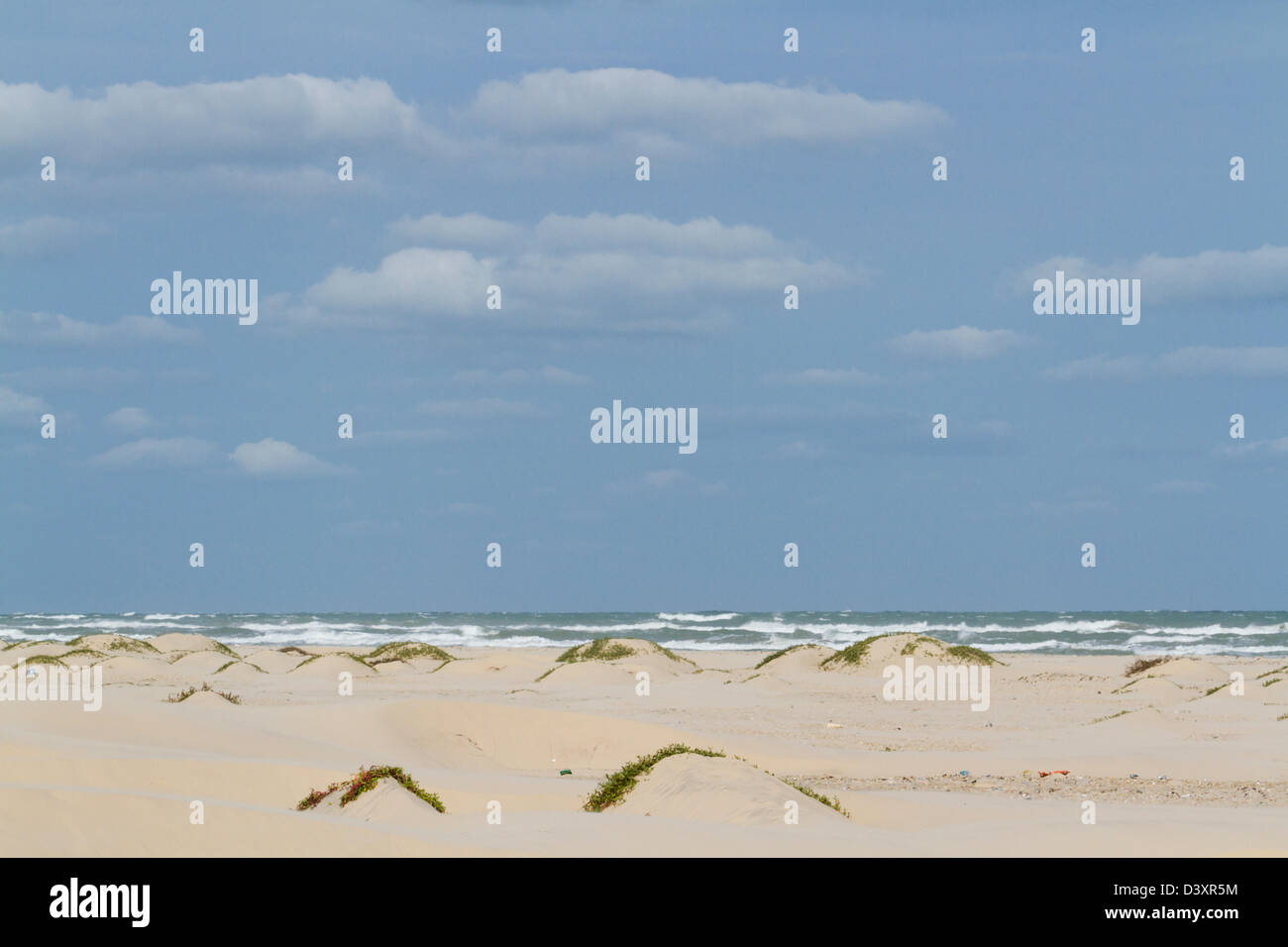 Coastal dunes of South Padre Island, TX Stock Photo Alamy