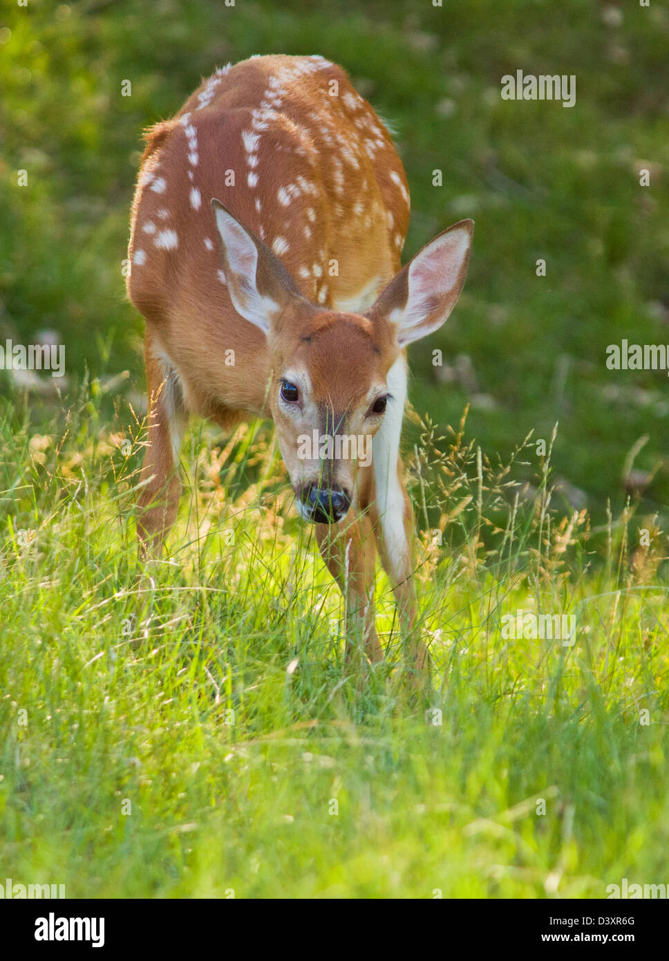Whitetail baby deer in summer Stock Photo
