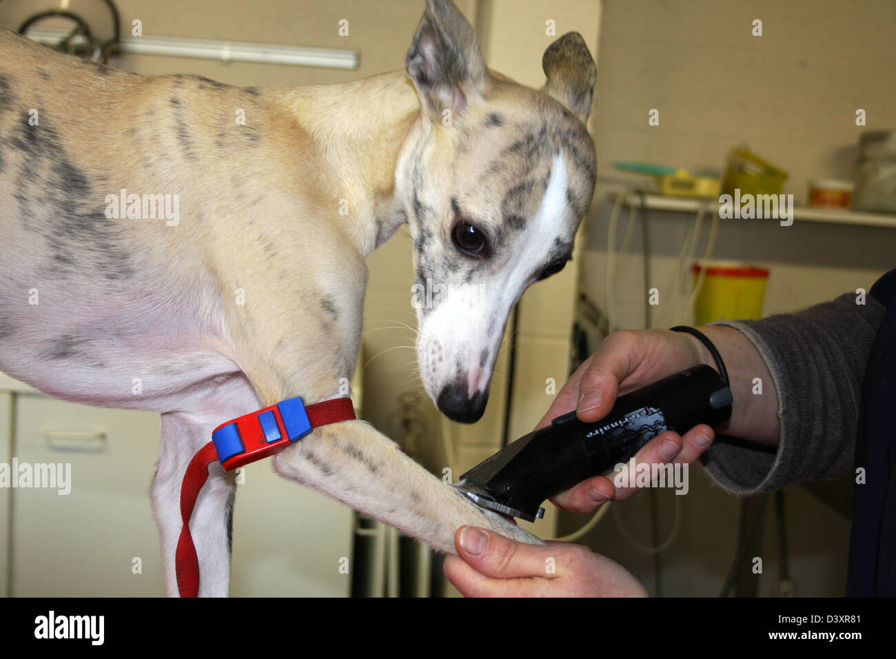 The veterinary did a tourniquet to a Whippet dog ( blood sample Stock