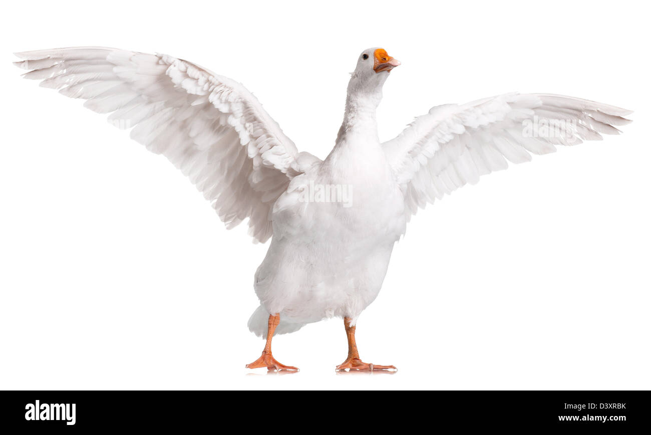 Domestic goose Stock Photo