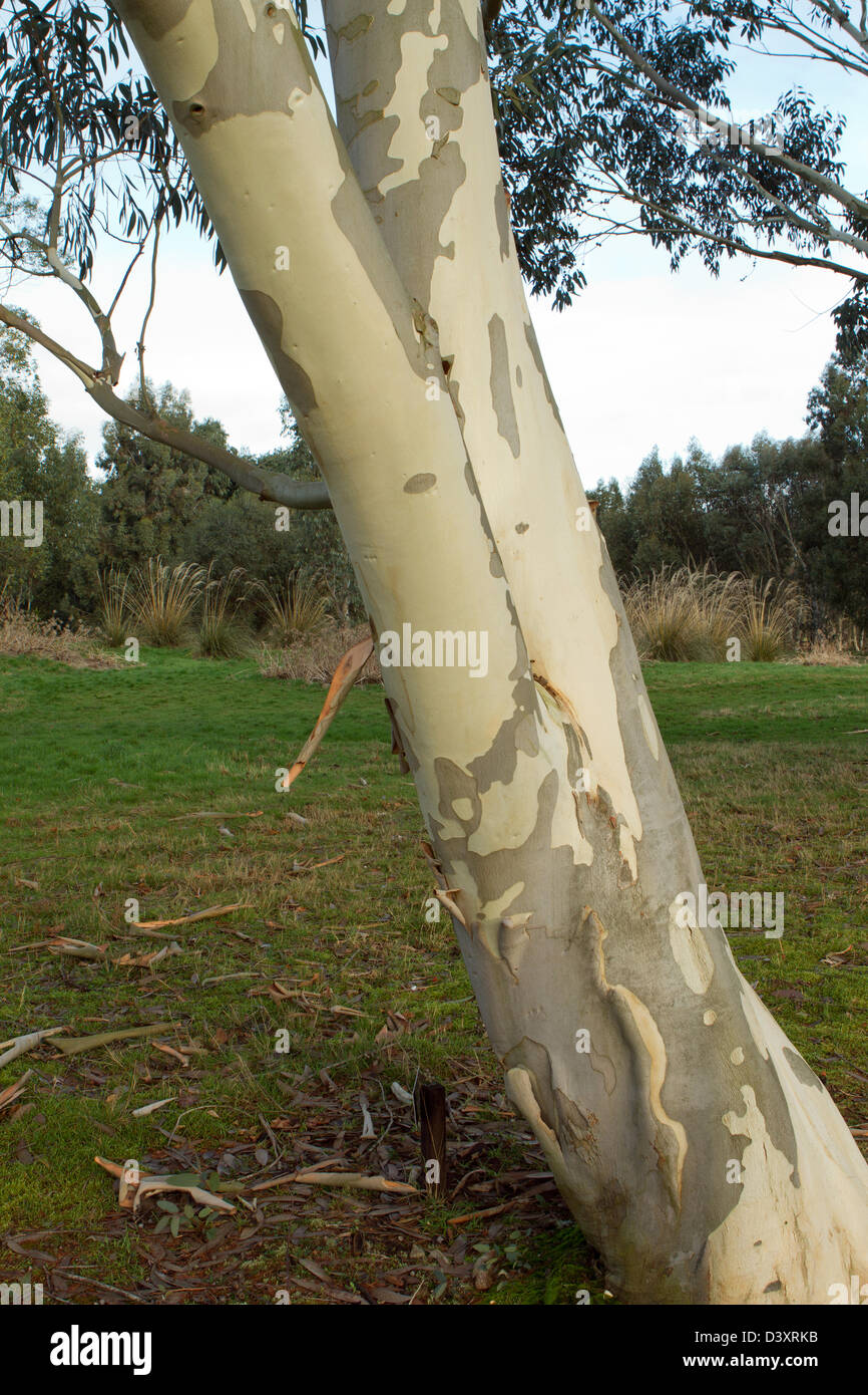 silver birch tree peeling in the winter Stock Photo