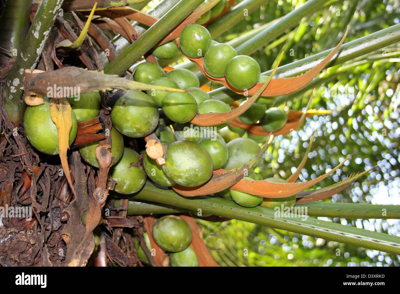 sago palm tree seeds