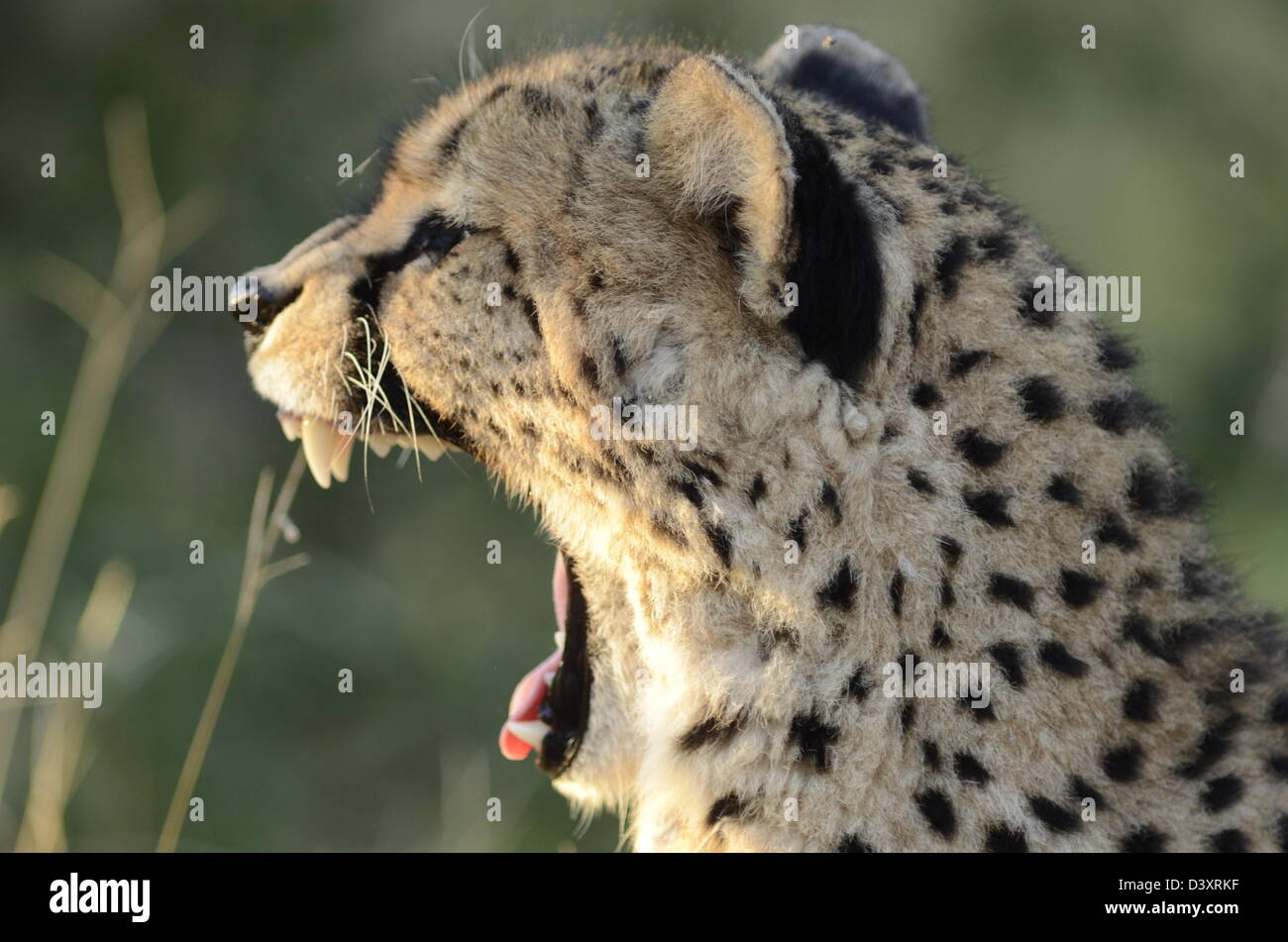 Photos of Africa , Cheetah head facing away from camera mouth open Stock Photo