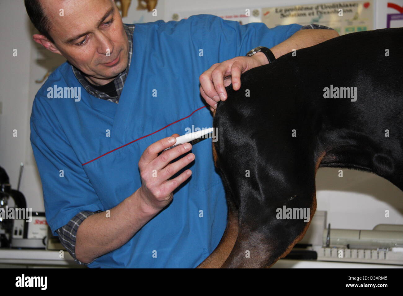 Veterinary taking temperature to a dog Dobermann / Doberman Pinscher
