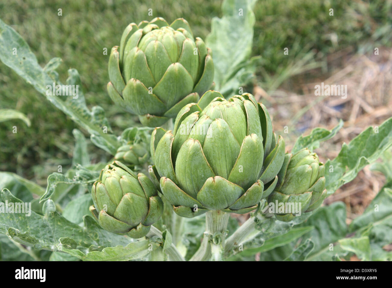 Artichokes growing in a garden Stock Photo Alamy