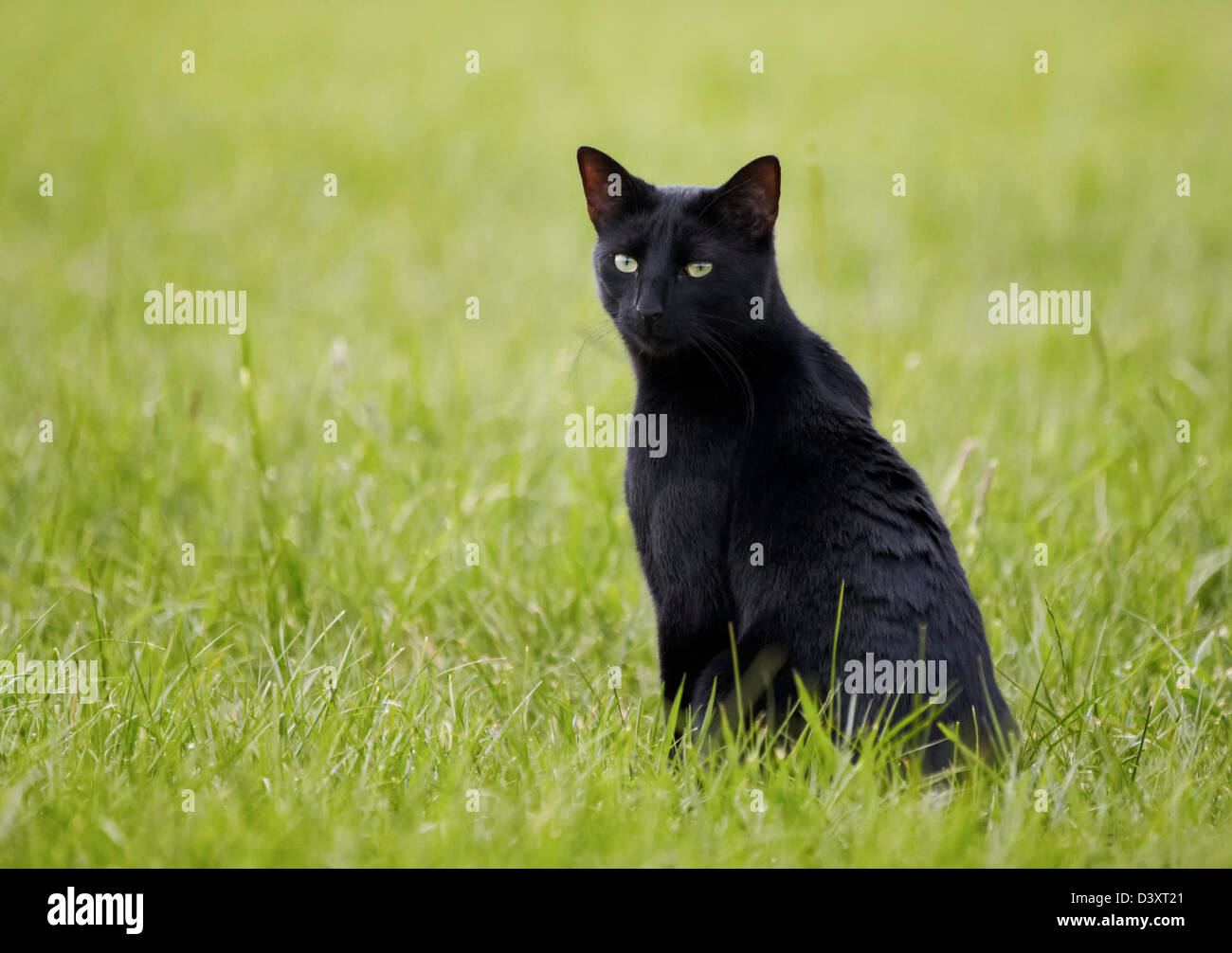 Black cat hunting hi-res stock photography and images - Alamy
