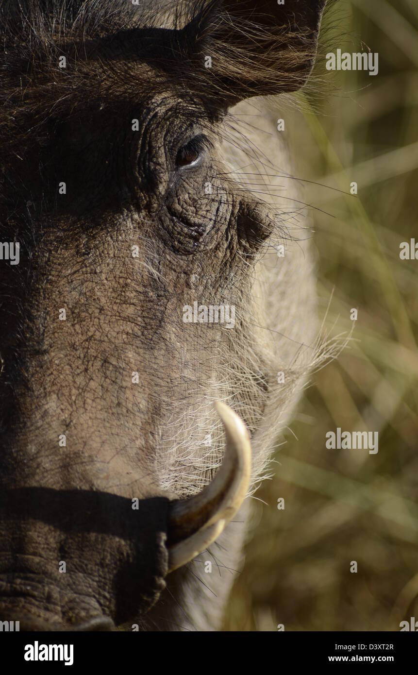 https://c8.alamy.com/comp/D3XT2R/photos-of-africa-waterhog-head-from-side-D3XT2R.jpg