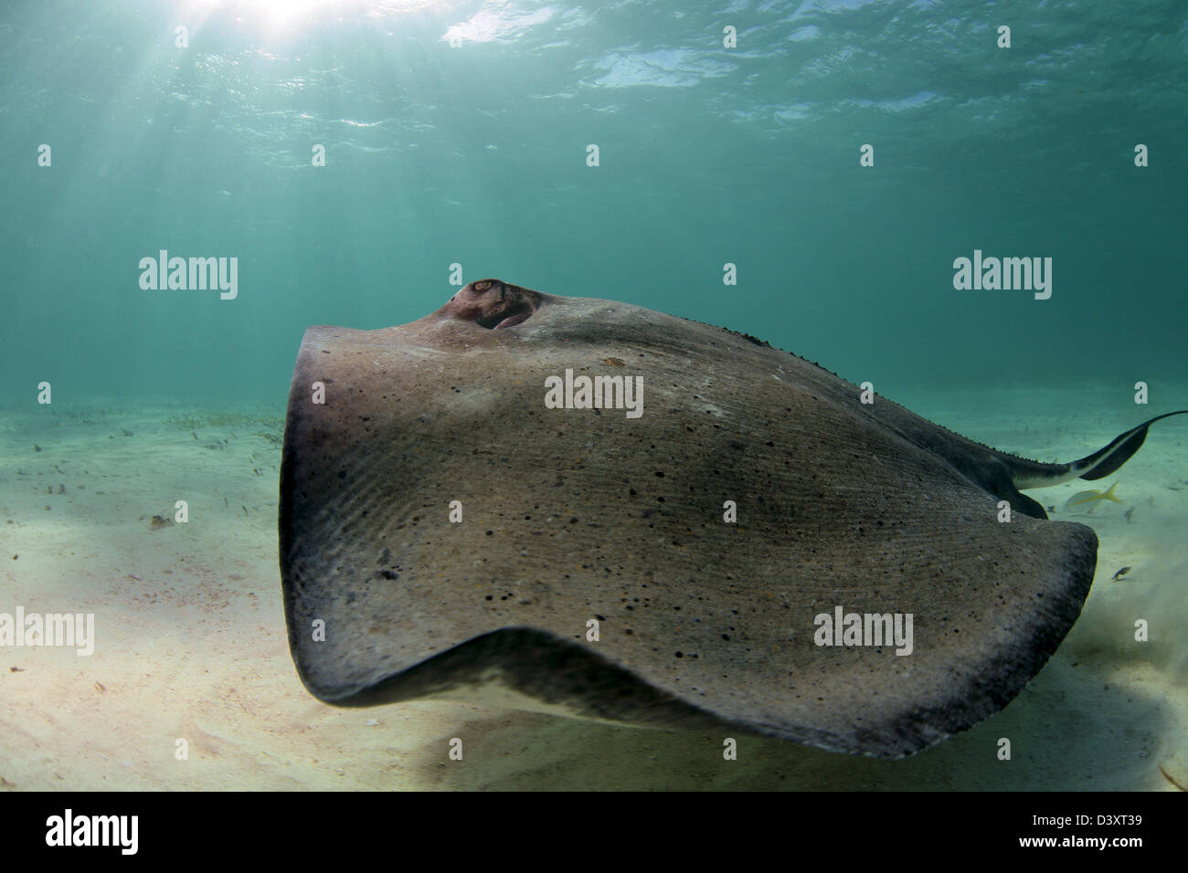 Snorklers and scuba divers interact with Stingrays at Stingray City Stock Photo