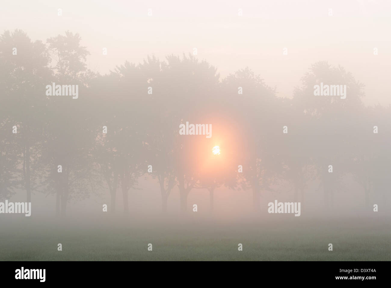 trees at sunrise with morning mist Stock Photo