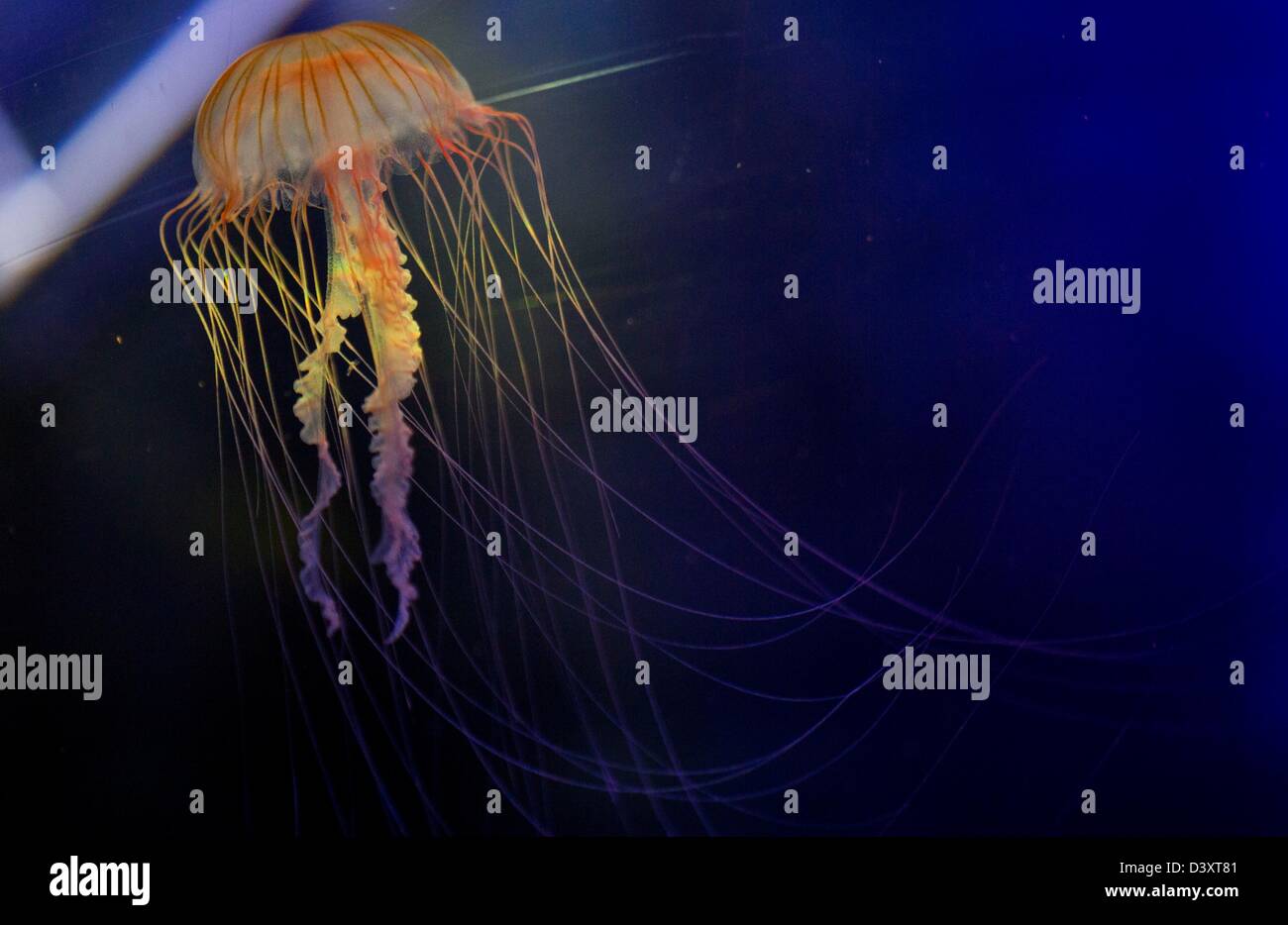 A northern sea nettle swims in an aquarium in the new jellyfish exhibition 'Jellyfish Discovery' at SeaLife in Timmendorfer Strand, Germany, 26 February 2013. The special show informs guests about the sea creatures who have been around for more than 650 million years. Photo: JENS BUETTNER Stock Photo