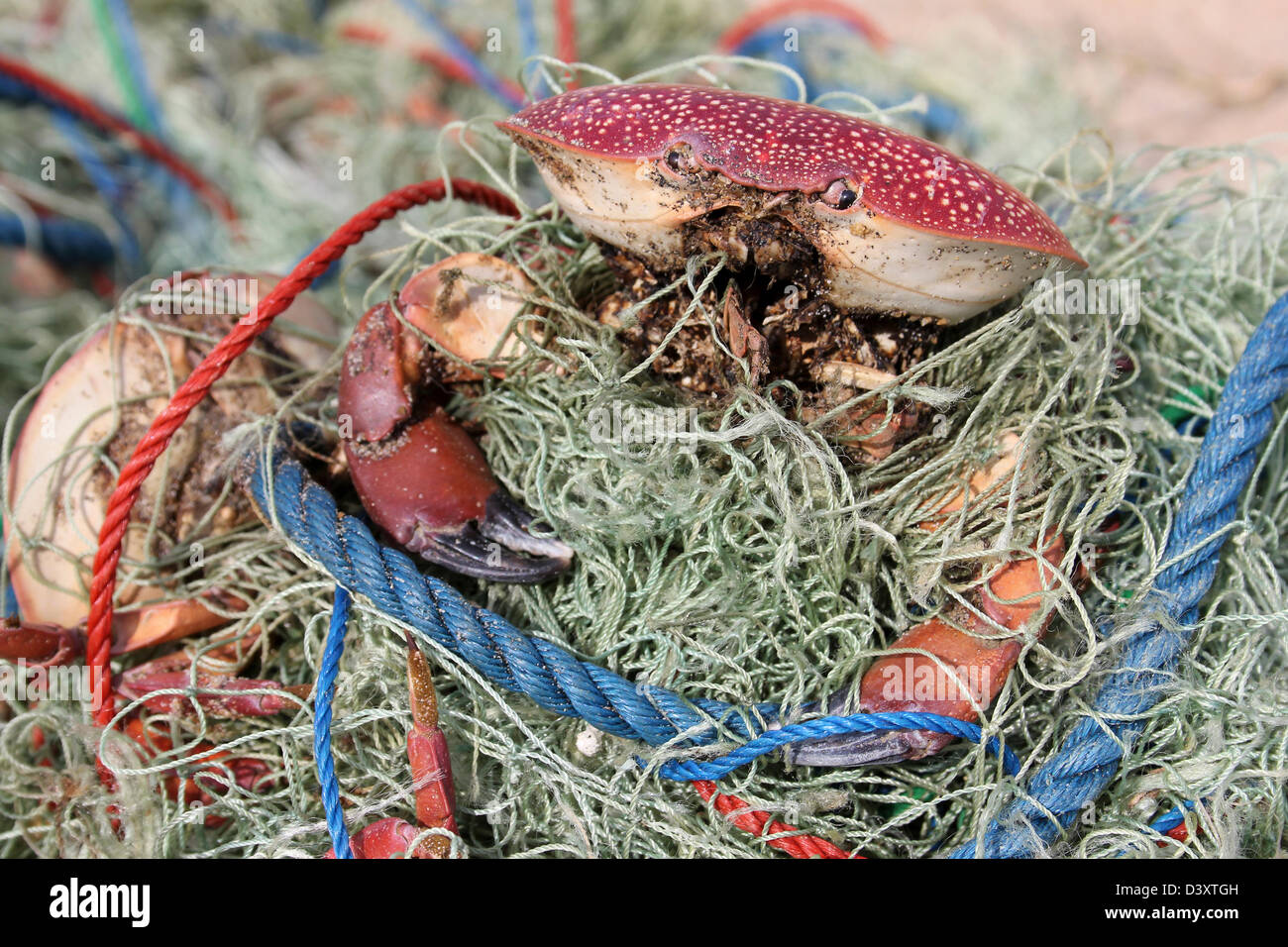Dead Crab Caught Up In Fishing Net Stock Photo
