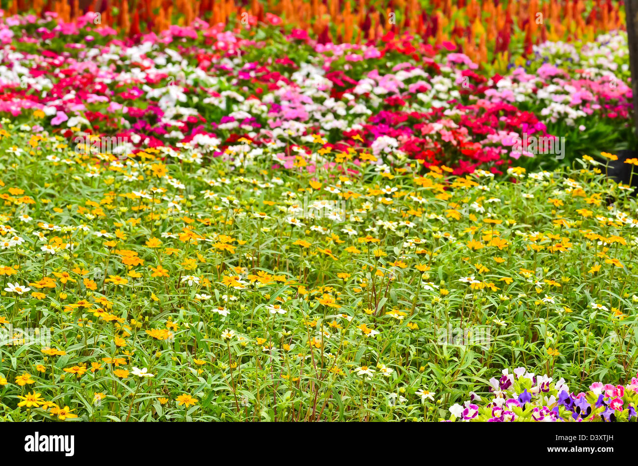 Collection of wildflowers hi-res stock photography and images - Alamy