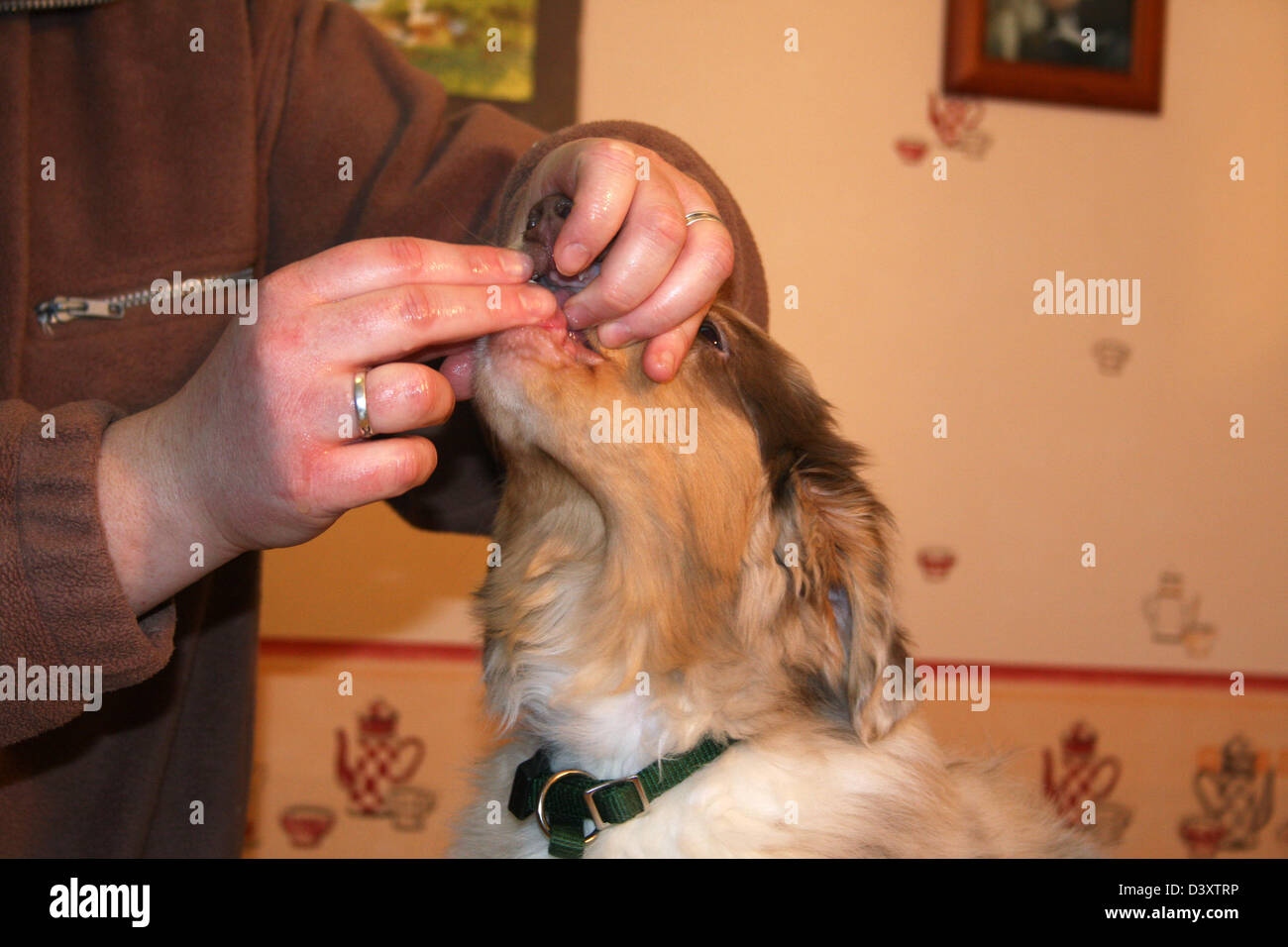 Give a dewormer to a dog Australian shepherd puppy Stock Photo Alamy