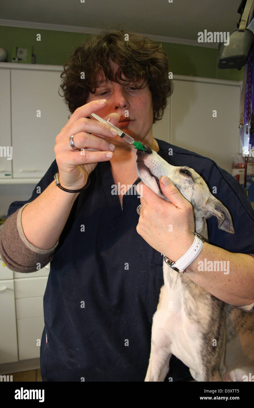 The veterinary vaccine against kennel cough a whippet dog Stock Photo