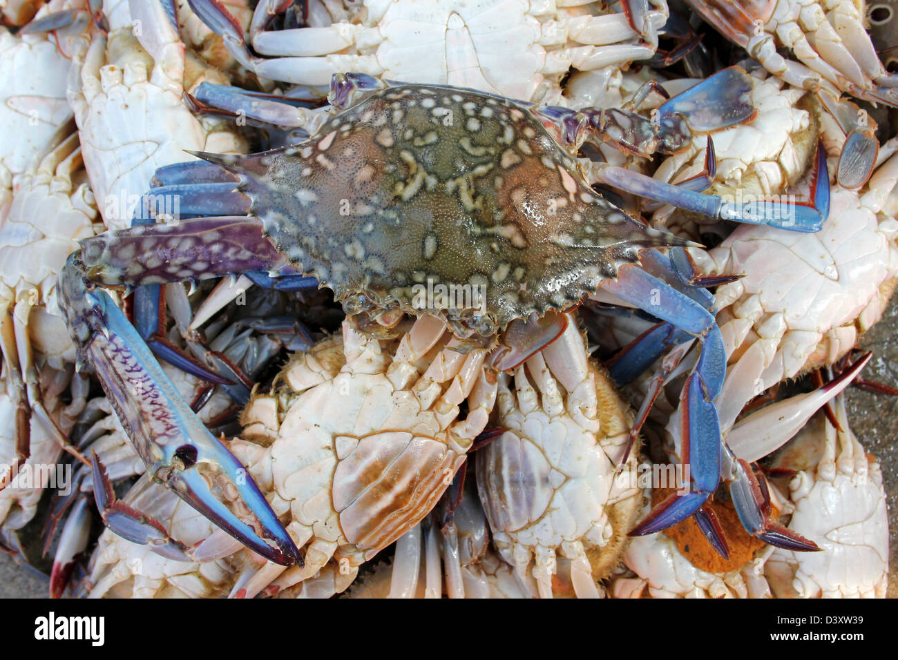 Blue Swimming Crab Portunus pelagicus For Sale At Negombo Fish Market Sri Lanka Stock Photo
