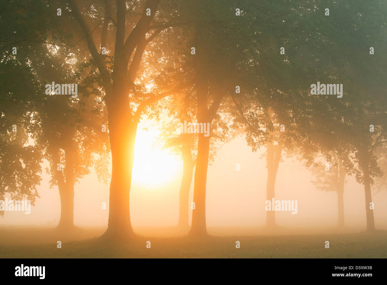 trees at sunrise with morning mist Stock Photo