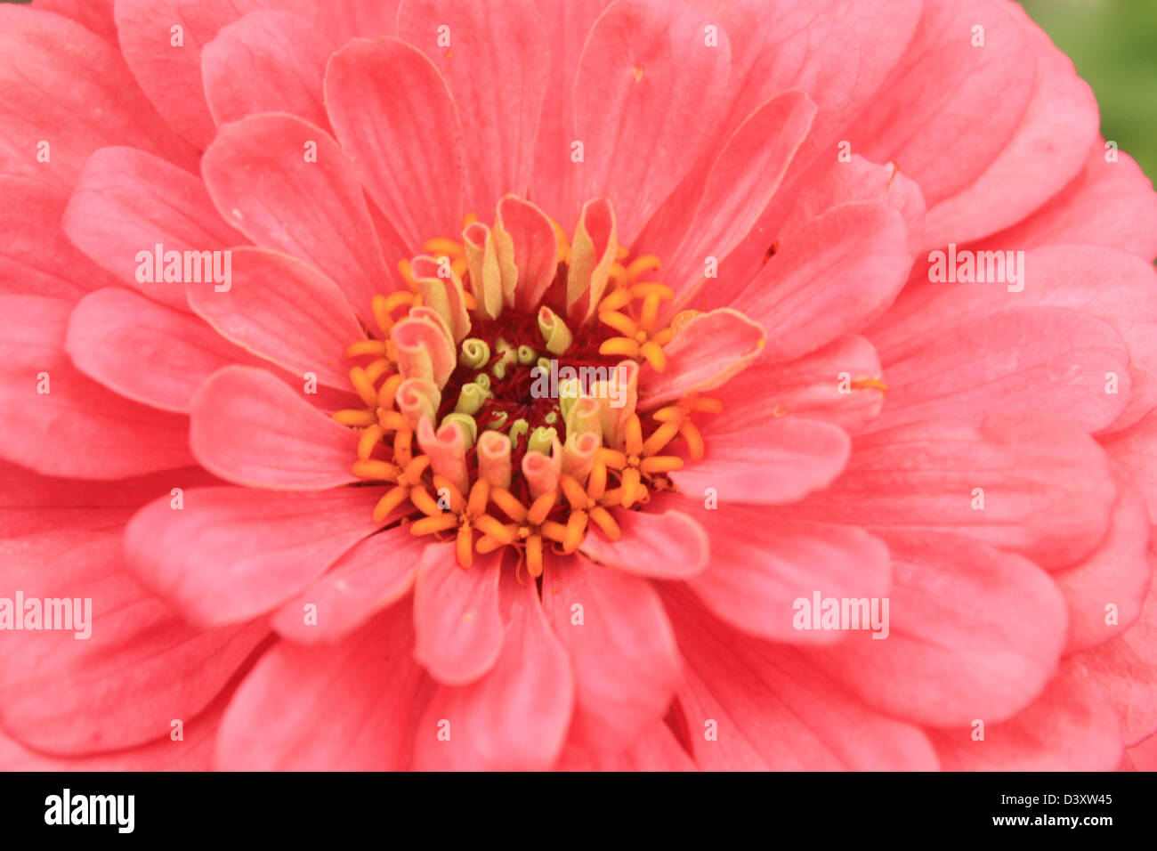 Zinnia in full bloom hi-res stock photography and images - Alamy