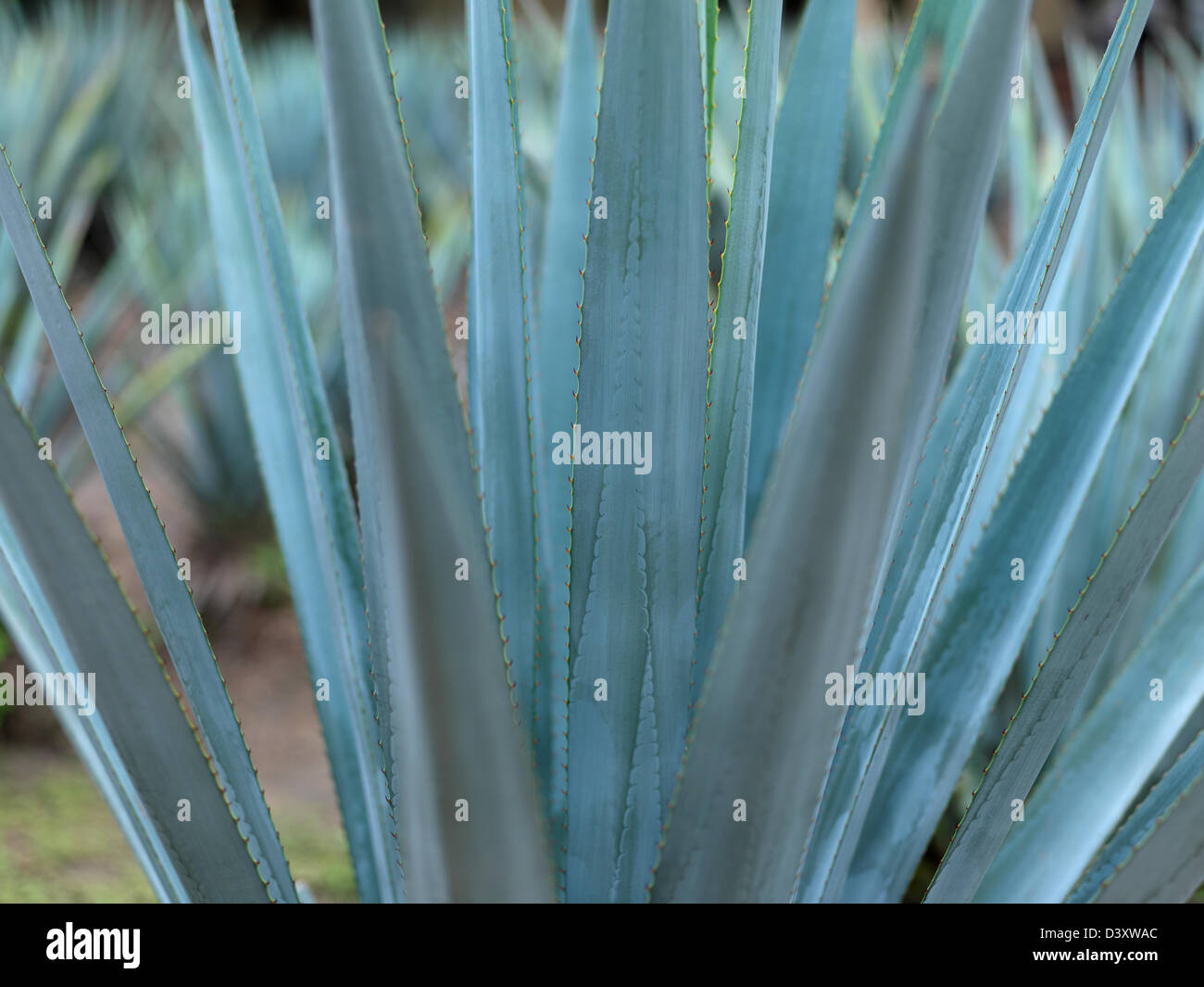 Mexico Jalisco Tequila, blue agave plant used for the production of tequila Stock Photo Alamy