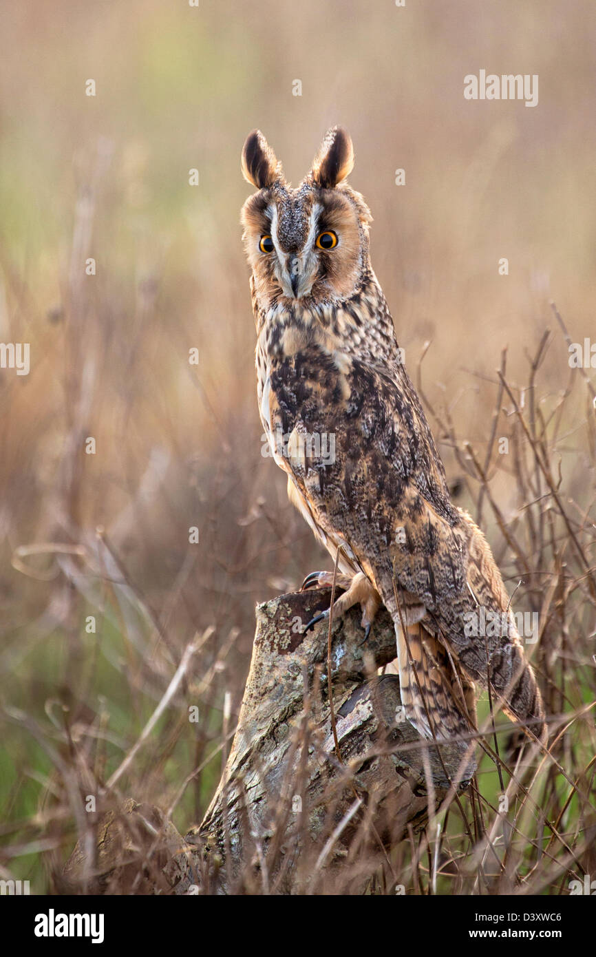 Portrait of a Long-eared Owl Stock Photo
