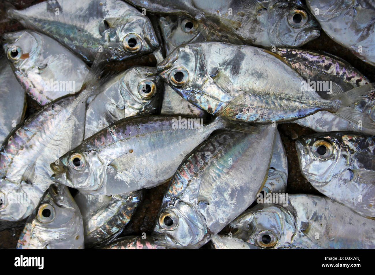 Fresh Fish For Sale At Negombo Fish Market Stock Photo