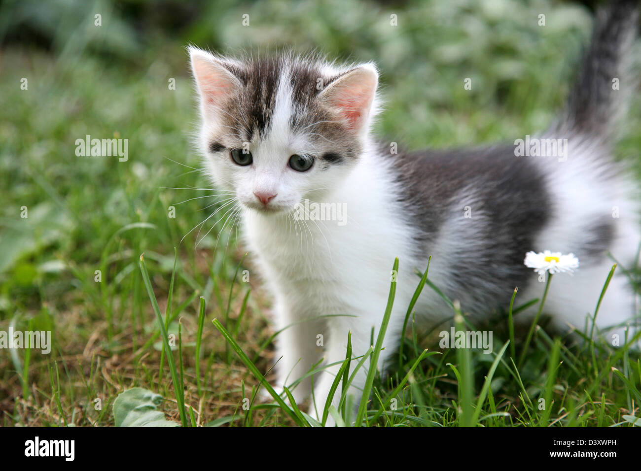 Curious kitten in the summer garden Stock Photo