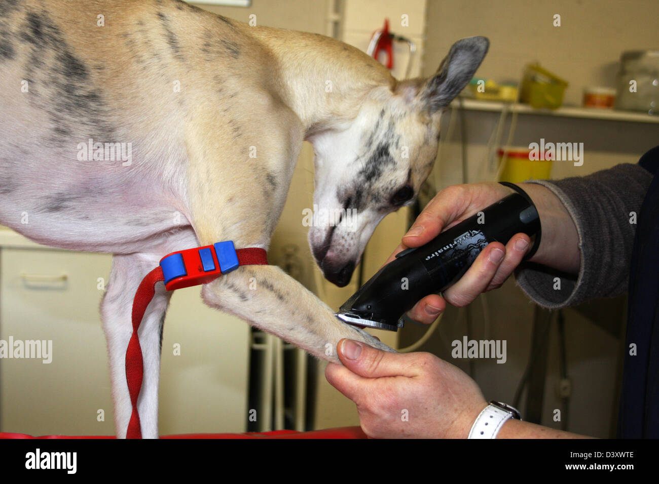 The veterinary did a tourniquet to a Whippet dog ( blood sample Stock Photo Alamy